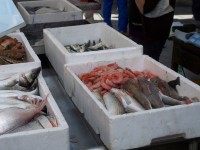 Fische