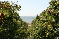 Schleichweg nach Strandstrasse II
