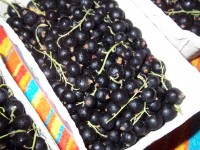 JoBeeren1Korb