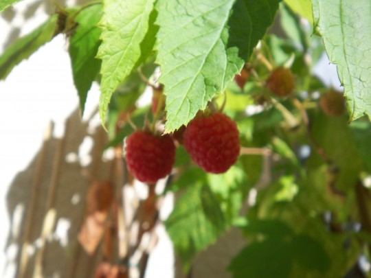 Oktoberhimbeeren