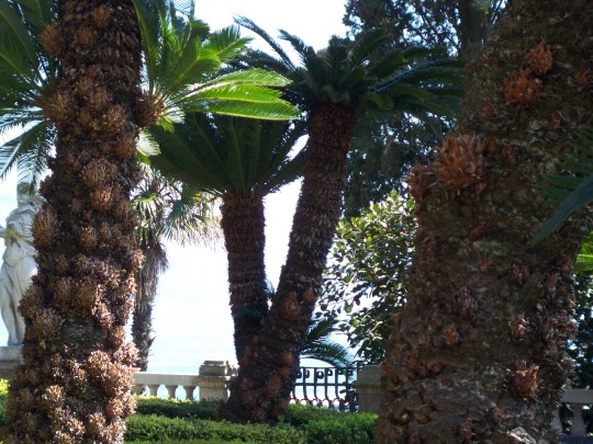 PalmenMeer