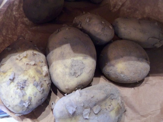 Festkochende Kartoffeln, heute am Markt gekauft.