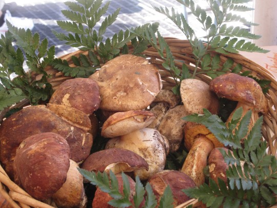 Steinpilze
