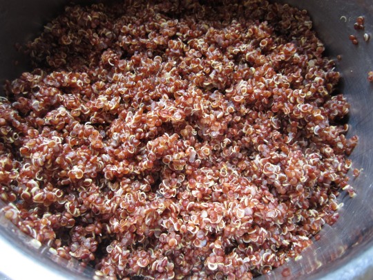 So sieht der Quinoa aus, wenn er fertig gekocht ist.