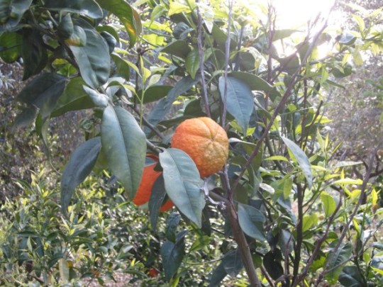 Siziilien ist das Land, wo die Zitronen blühen. Orangen und Mandarinen auch.