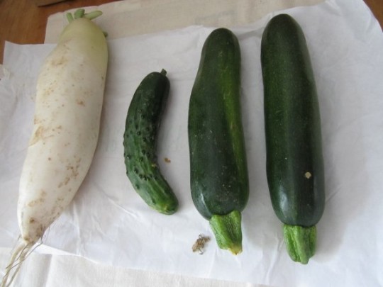 Radi, Mini-Gurke, 2 Zucchini (eine bereits verspeist: gut!)