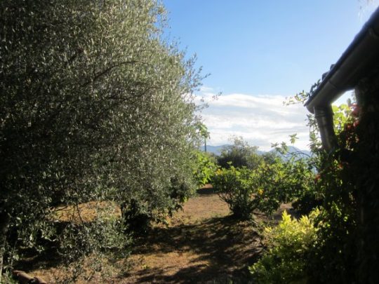 Schöne alte Olivenbäume im Garten